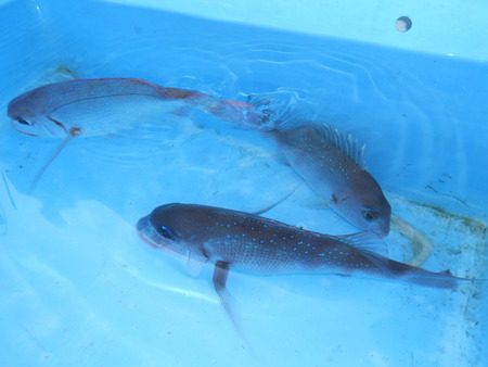 こうゆう丸 釣果