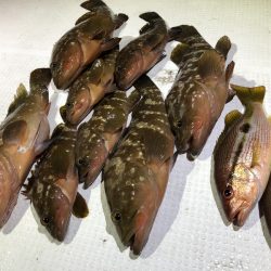 Magic（マジック） 釣果