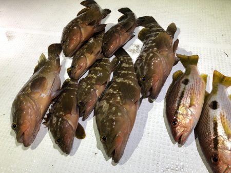 Magic（マジック） 釣果