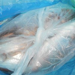 こうゆう丸 釣果