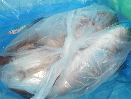 こうゆう丸 釣果