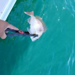 遊漁船 ニライカナイ 釣果