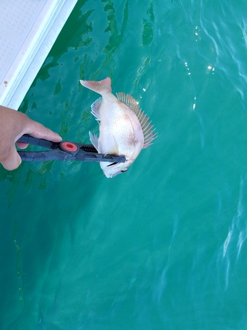 遊漁船 ニライカナイ 釣果