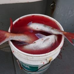 IDATEN（イダテン） 釣果