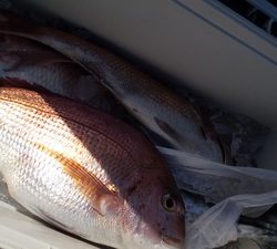 こうゆう丸 釣果