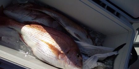 こうゆう丸 釣果