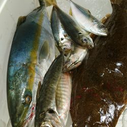 魁皇 釣果