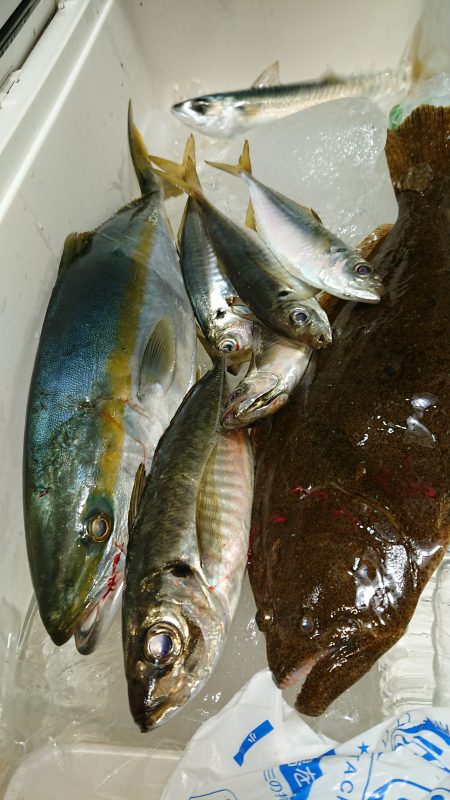 魁皇 釣果
