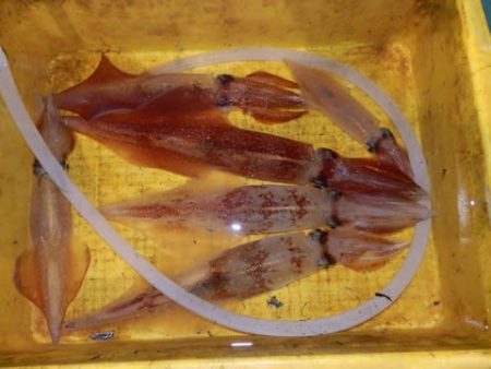 第二むつ漁丸 釣果