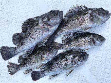 TOPGUN名古屋 釣果