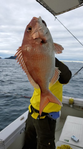 遊漁船 ニライカナイ 釣果