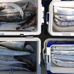 気仙沼　つり丸 釣果