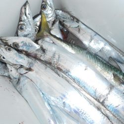 こうゆう丸 釣果