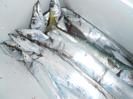 こうゆう丸 釣果