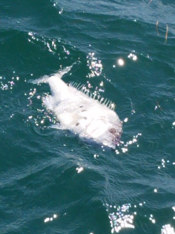 遊漁船　ニライカナイ 釣果