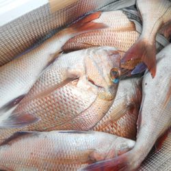 こうゆう丸 釣果