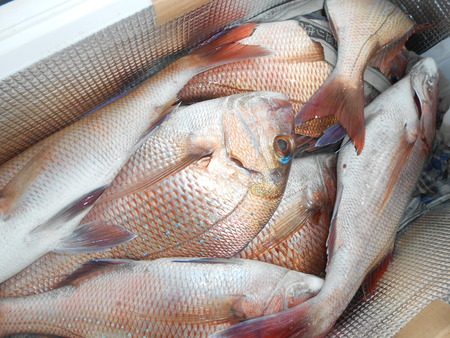 こうゆう丸 釣果