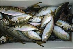 久里浜黒川本家 釣果