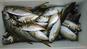 久里浜黒川本家 釣果