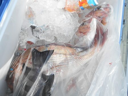 こうゆう丸 釣果