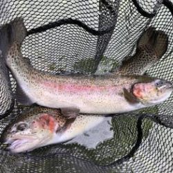 フィッシング サンクチュアリ 釣果