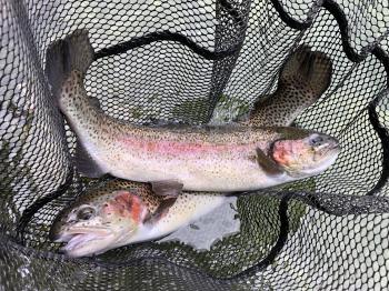 フィッシング サンクチュアリ 釣果