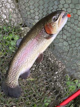 フィッシング サンクチュアリ 釣果