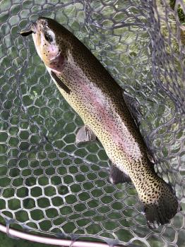 フィッシング サンクチュアリ 釣果