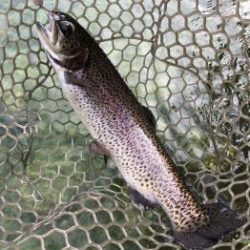 フィッシング サンクチュアリ 釣果