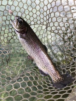 フィッシング サンクチュアリ 釣果