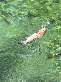 フィッシング サンクチュアリ 釣果