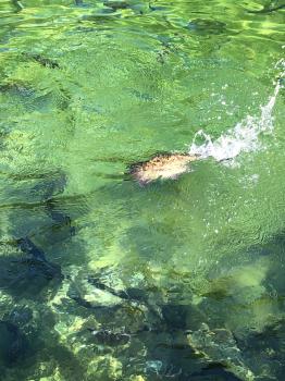 フィッシング サンクチュアリ 釣果