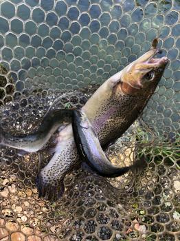 フィッシング サンクチュアリ 釣果