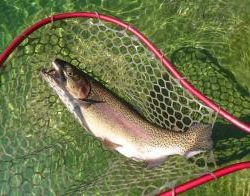 フィッシング サンクチュアリ 釣果