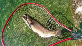 フィッシング サンクチュアリ 釣果