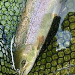 フィッシング サンクチュアリ 釣果