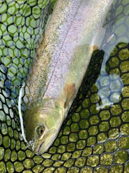 フィッシング サンクチュアリ 釣果