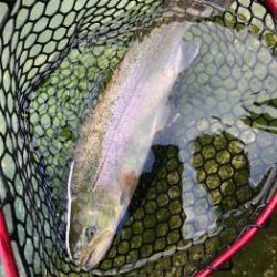 フィッシング サンクチュアリ 釣果