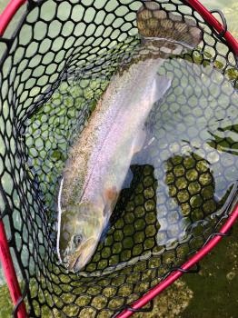 フィッシング サンクチュアリ 釣果