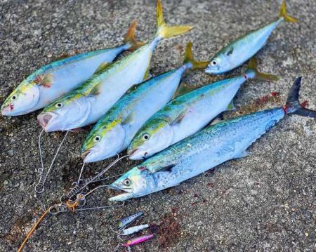 水中の変化が分かる、ジャックアイエース 【ハヤブサ（Hayabusa）ジャックアイエース　インプレッション】