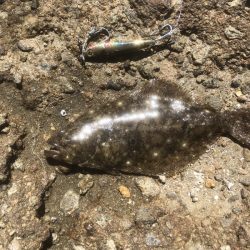 独特の形状で不規則アピール【ハヤブサ（Hayabusa）ジャックアイエース　インプレッション】