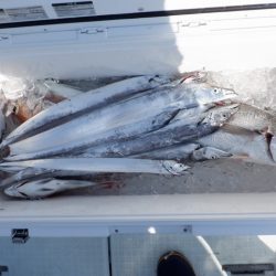 遊漁船 遊友 釣果