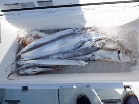 遊漁船 遊友 釣果