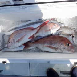 遊漁船 遊友 釣果