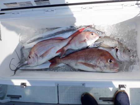 遊漁船 遊友 釣果