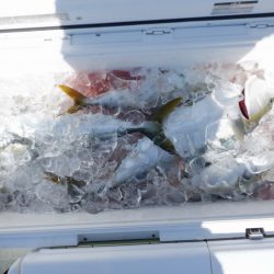 遊漁船 遊友 釣果