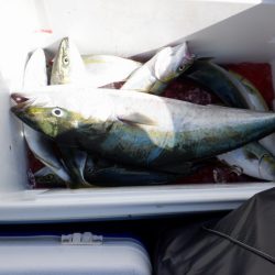 遊漁船 遊友 釣果