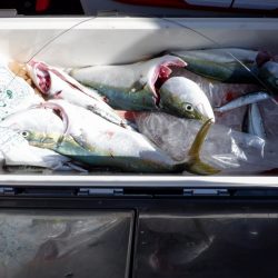 遊漁船 遊友 釣果