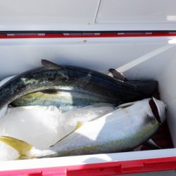 遊漁船 遊友 釣果