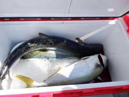 遊漁船 遊友 釣果